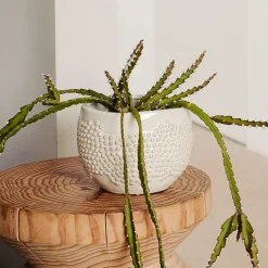 Liselle Ceramic Plant Pot