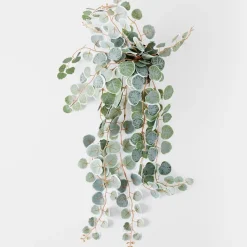 Trailing Eucalyptus In Plastic Pot - Silver/Green